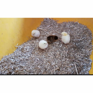 Miscanthus als Einstreu bei Hühner
