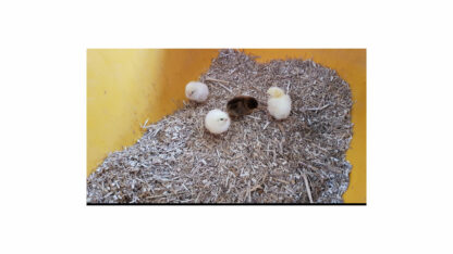 Miscanthus als Einstreu bei Hühner